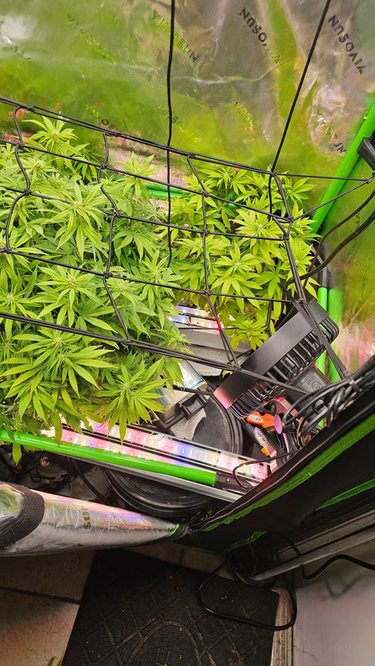 The Complete Guide to Grow Tent Lights: How to Choose the Best Lighting for Your Indoor Garden