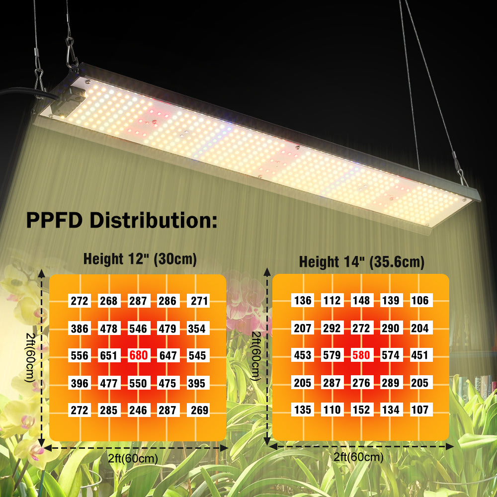PPFD Distribution