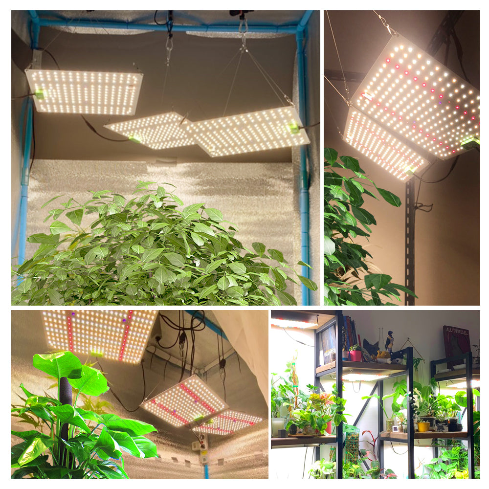 the grow led