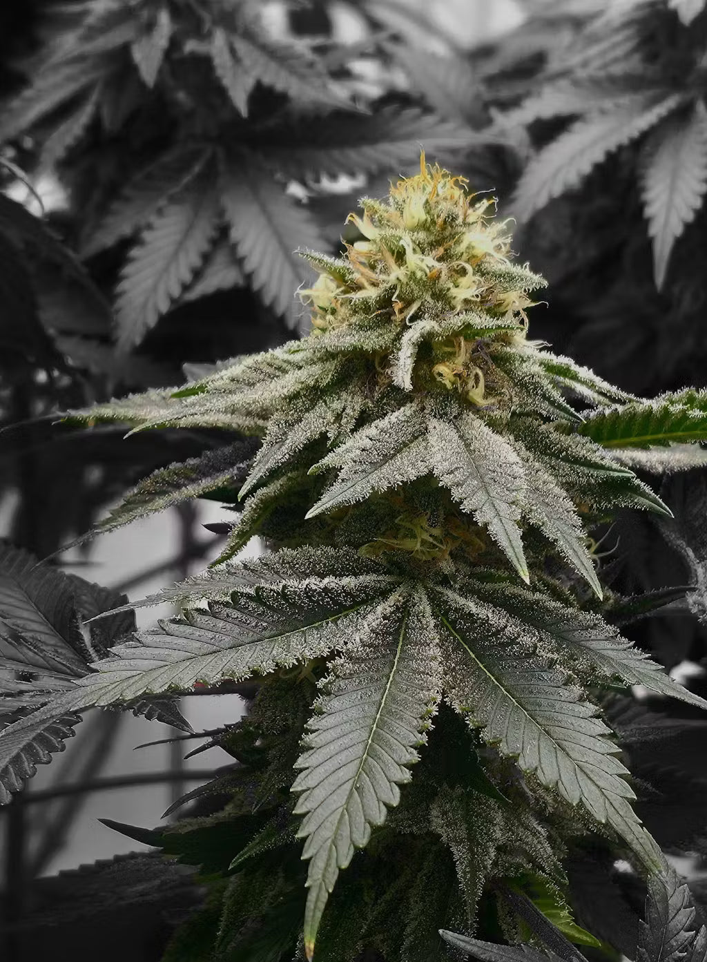 The Ultimate Guide to LED Grow Lights: Choosing the Best for Your Indoor Garden