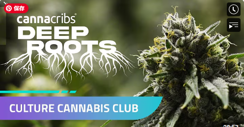 Cannabis-Anbau zu Hause: Der Deutsche Anfänger-Guide 2025