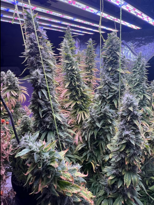GRAXIDEA Full Spectrum LED Grow Light review