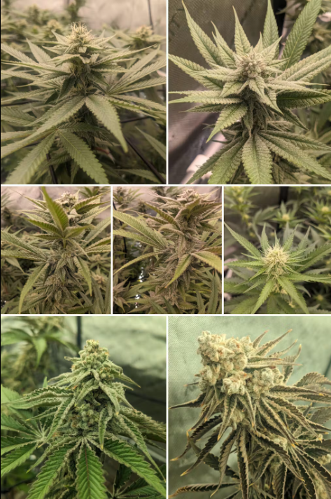 Complete Home Growing Guide for Germans: Choose Sunlike Lights + Grow White Widow & Bubba Kush