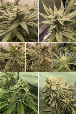 Complete Home Growing Guide for Germans: Choose Sunlike Lights + Grow White Widow & Bubba Kush