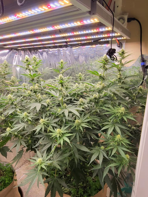 GRAXIDEA  LED Grow Light - Certified Germany Buyers Guide 2025