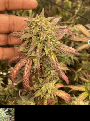 GRAXIDEA GX-100W Review: A $70 Grow Light That Challenges Premium Brands