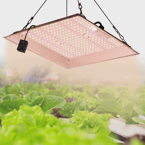GRAXIDEA grow light 100W Full Spectrum LED Grow Light LM281B High Brightness For Greenhouse Plants Seeding Veg Flowers